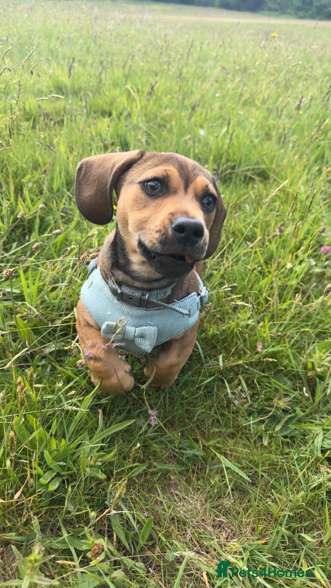 Mixed Breed dogs for sale: Dachshund  - Image 2