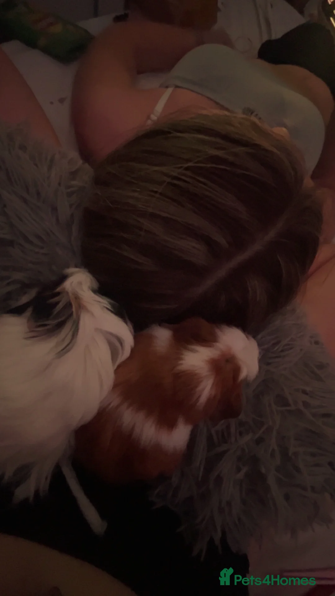Guinea Pig rodents for sale: 2 Male Guinea Pigs  in London - Advert 2