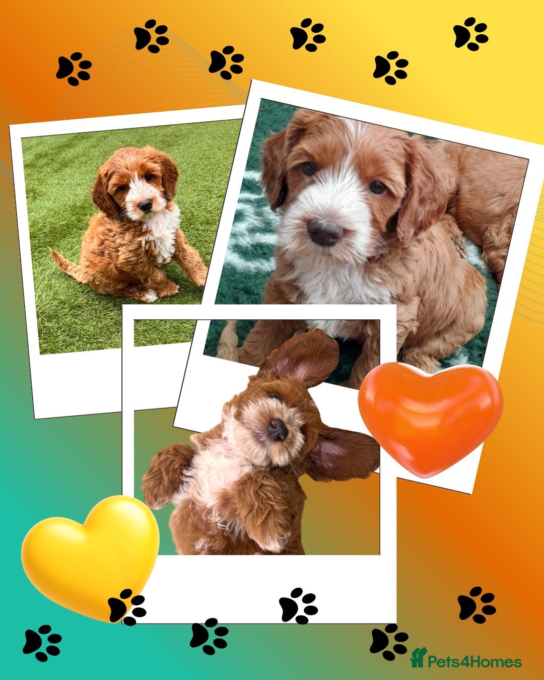 Australian Labradoodle dogs ♥️Adorable girl Pup♥️Australian labradoodle - Advert 6