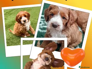 Australian Labradoodle dogs ♥️Adorable girl Pup♥️Australian labradoodle - Advert 6