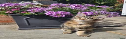 Maine Coon cats for sale: Pedigree Maine Coon Kittens  - Advert 13