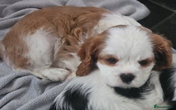 Cavalier King Charles Spaniel dogs for sale: 4 gorgeous puppies - Image 7