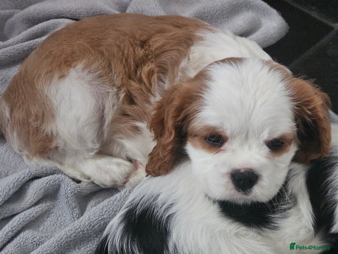 Cavalier King Charles Spaniel dogs for sale: 4 gorgeous puppies - Image 7