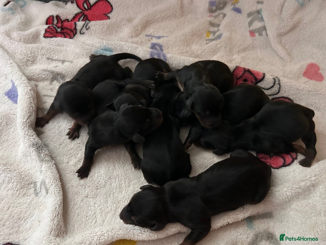 Dachshund dogs for sale: Dachshund pups for sale - Advert 3