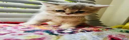 Scottish Fold cats for sale:  Kittens Ready for Their Forever Homes - Advert 33