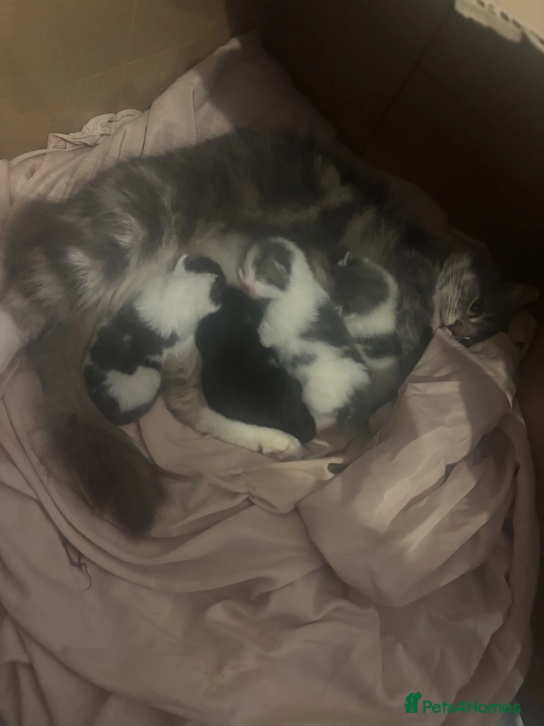 Mixed Breed cats for sale: 1 week old kittens  - Advert 7