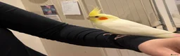 Cockatiels birds for sale: Male Lutino - Advert 4