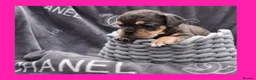 English Bulldog dogs for sale: Stunning Litter of Exotic English Bulldogs - Advert 35