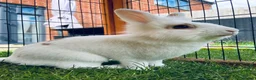 Lionhead rabbits for sale: Lionhead rabbit  - Advert 1
