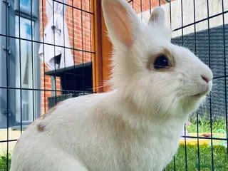 Lionhead rabbits Lionhead rabbit - Advert 1