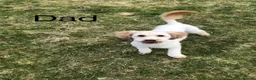 Miniature Poodle dogs for sale: KC DNA Health Tested Red Miniature Poodle Puppies in Glasgow - Advert 5
