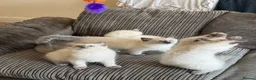 Ragdoll cats for sale: Ragdolls kittens ready to leave‼️ - Advert 4