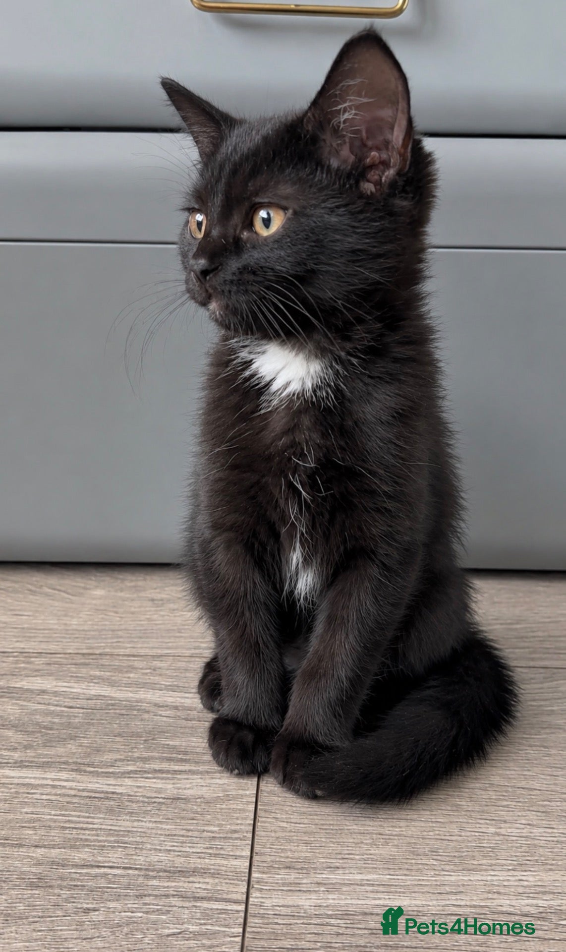 Mixed Breed cats Beautiful boy looking for boy forever home  - Advert 2