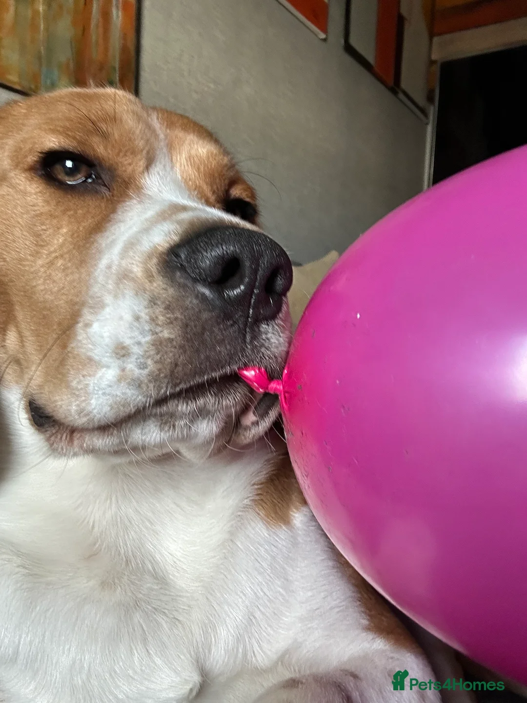 Beagle dogs for sale: 11 months old beagle  - Advert 4