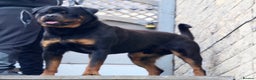 Rottweiler dogs for stud: Top KC Registered Health Tested Stud in Manchester - Advert 4
