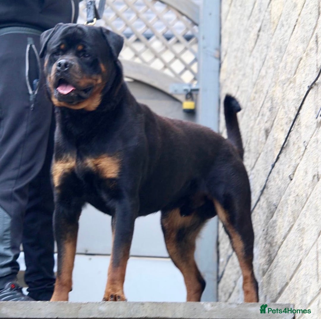 Rottweiler dogs for stud: Top KC Registered Health Tested Stud in Manchester - Advert 4