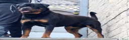 Rottweiler dogs for stud: Top KC Registered Health Tested Stud in Manchester - Advert 4