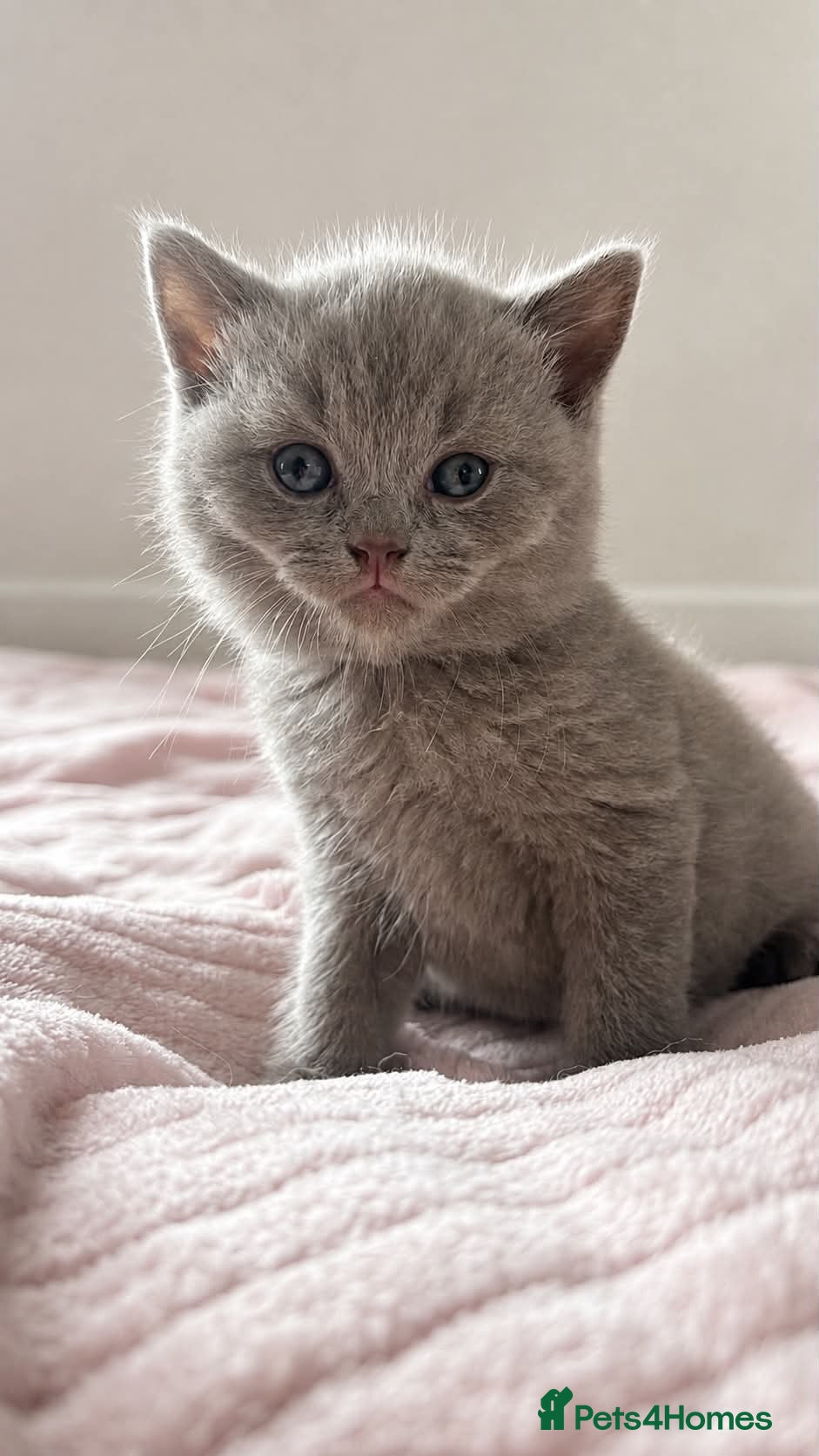 British Shorthair cats British shorthair kitten looking new home ❤️ - Advert 2
