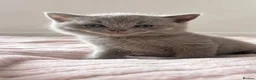 British Shorthair cats for sale: 1British shorthair boy ready go  new home ❤️ - Advert 8