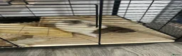 Rat rodents for sale: Fancy rat - Advert 4