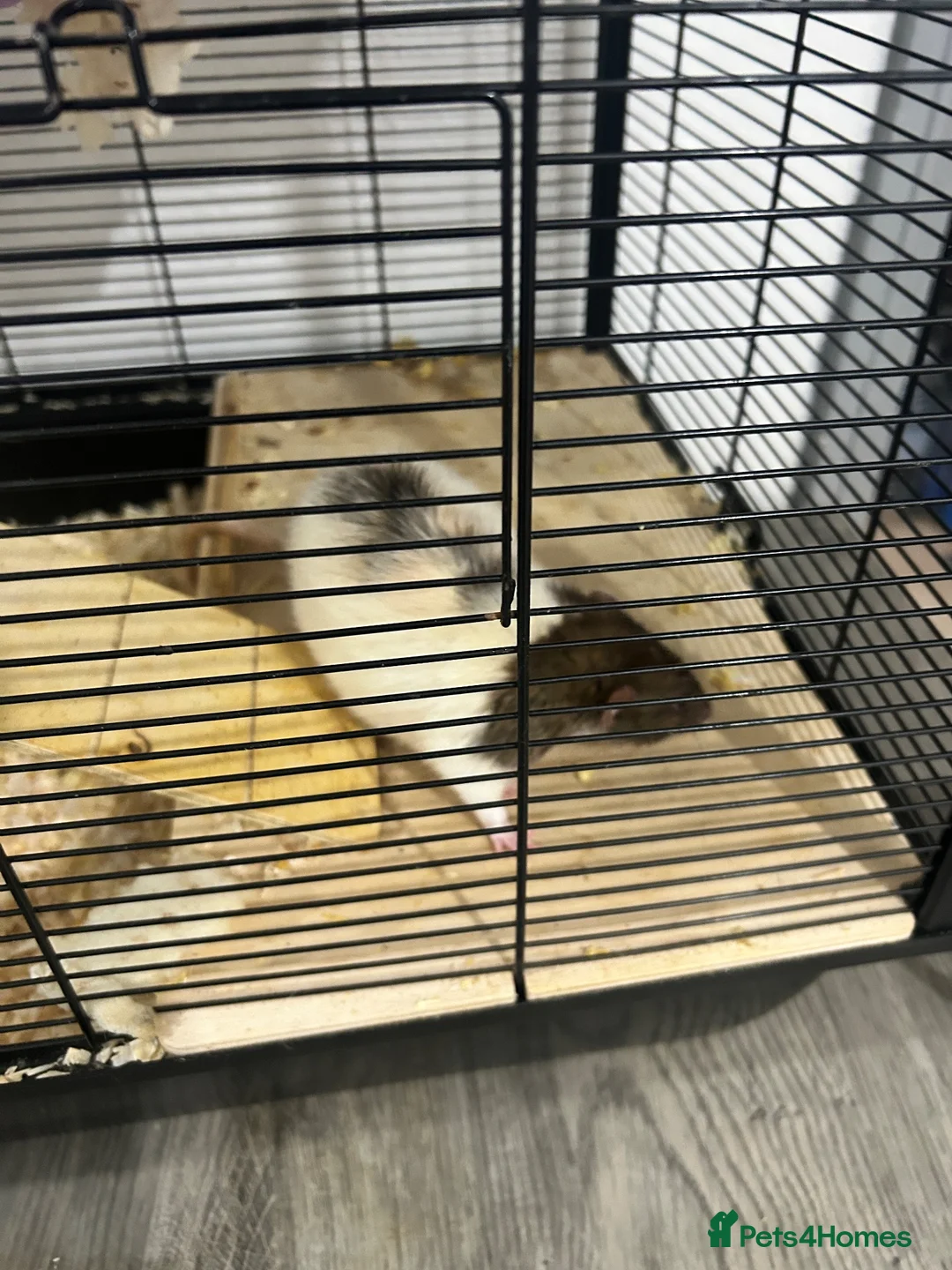 Rat rodents for sale: Fancy rat - Advert 4