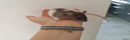 Rat rodents for sale: DOB 20th May - Baby rats  - Advert 5