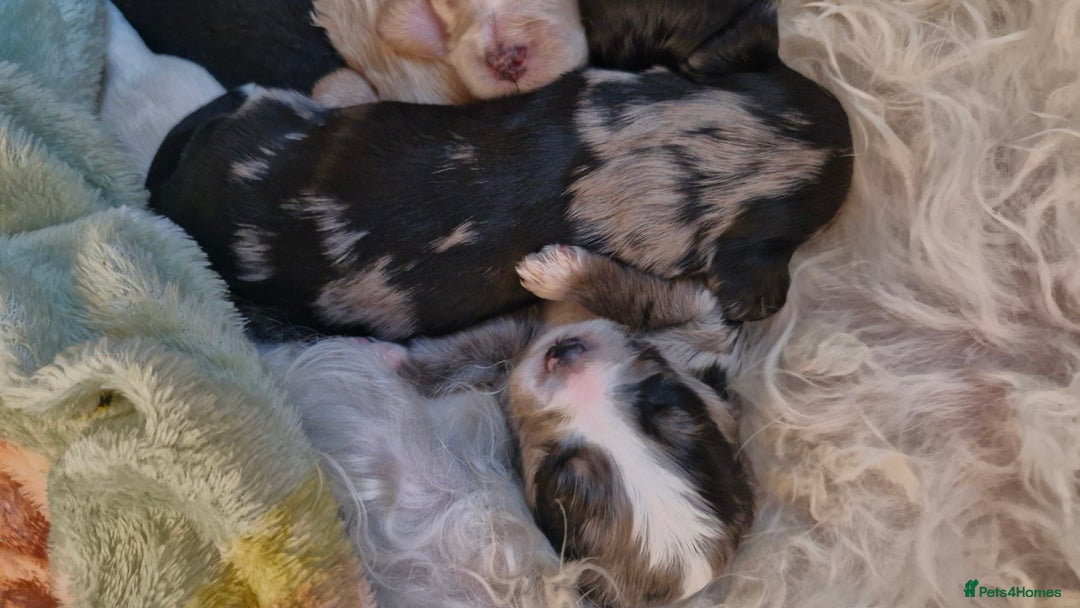 Mixed Breed dogs for sale: Cockerpoo/Schnoodle/Bischon Puppies  - Advert 9