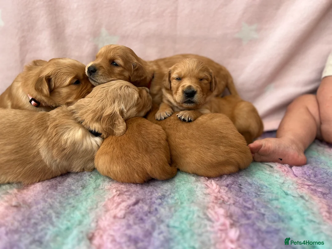 Golden Retriever dogs for stud: Hip & elbow scored health tested proven stud boy  in Barnsley - Advert 8