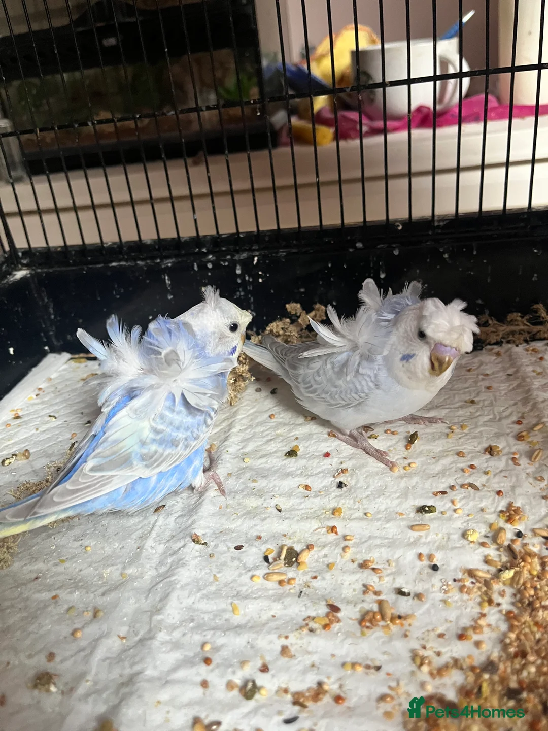 Budgerigars birds for sale: Stunning RARE Hagoromo/ Helicopter budgies - Advert 9