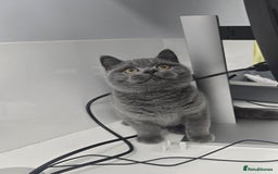 British Shorthair cats for sale: LAST CHUNKY BOY Cute Bristish Short Hair Kittens  - Image 6