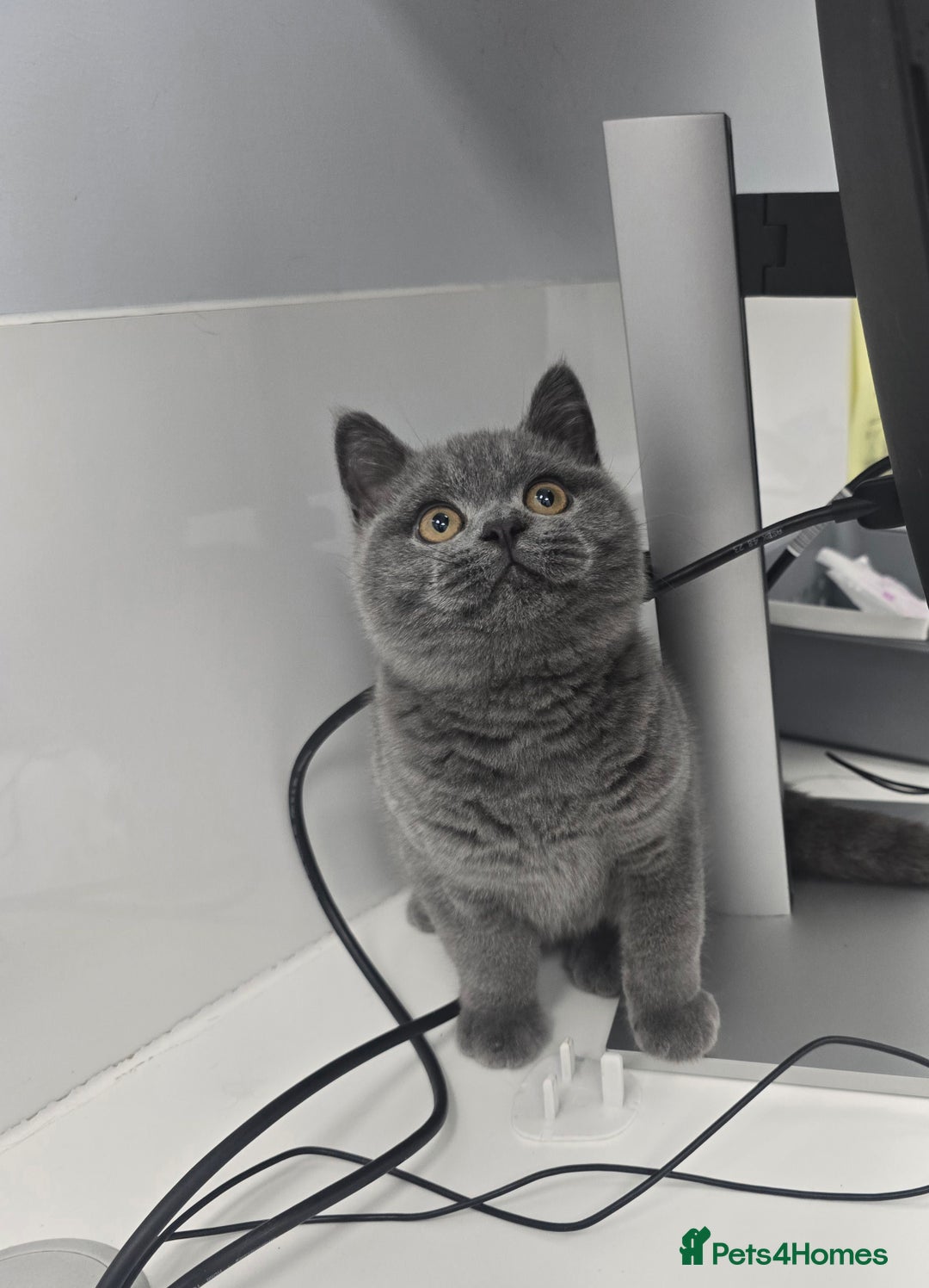 British Shorthair cats for sale: LAST CHUNKY BOY Cute Bristish Short Hair Kittens  - Image 6