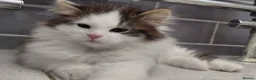 Siberian cats for sale: GCCF siberian brown tabby & white male kitten  - Advert 14