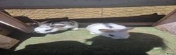 Mixed Breed rabbits for sale: 2 male rabbits for sale - Advert 5