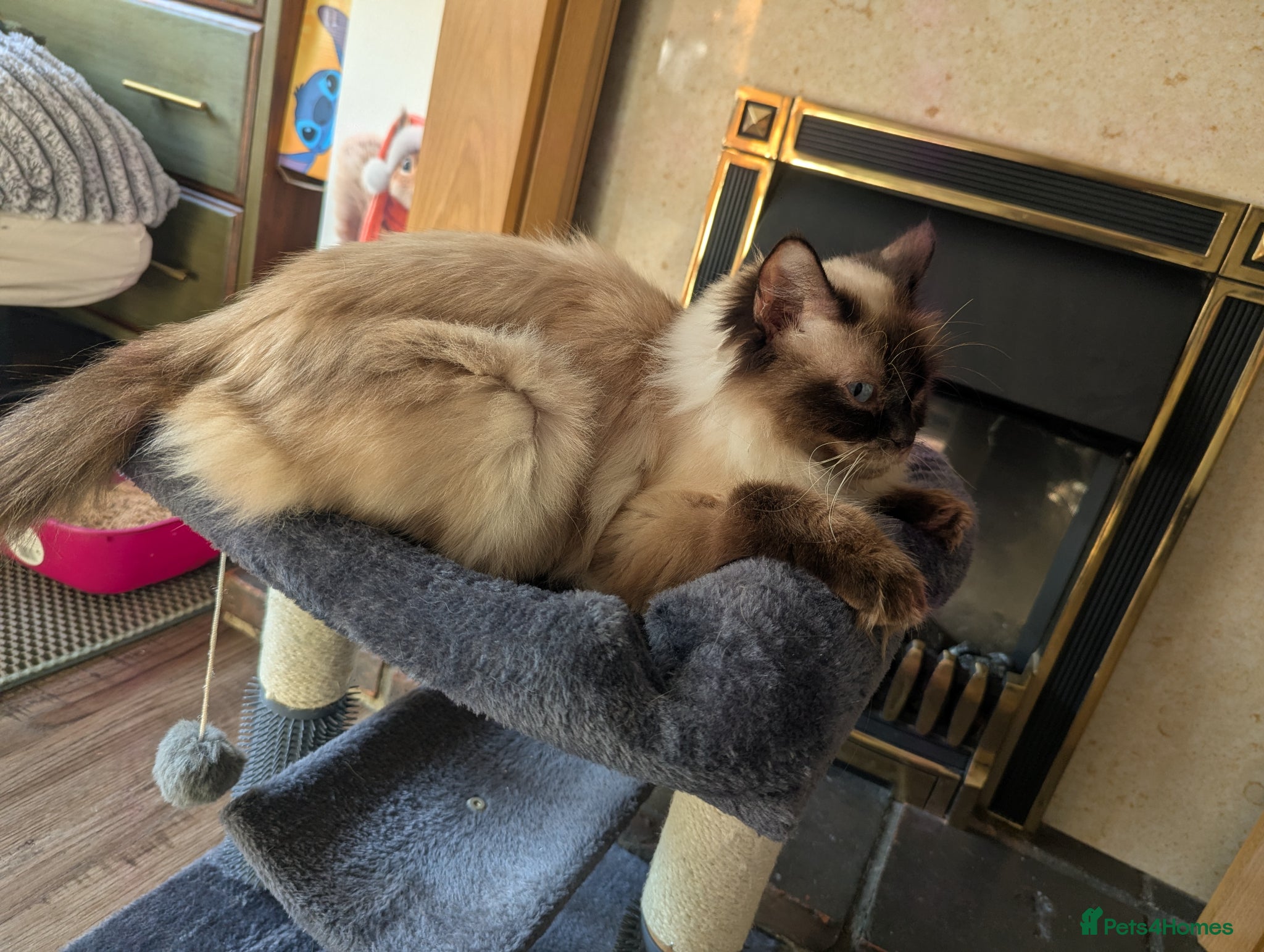 Mixed Breed cats Beautiful ragdoll X  - Advert 1