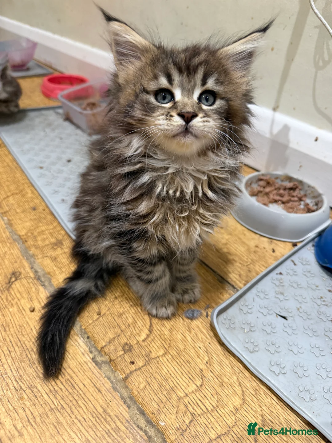 Maine Coon cats for sale: 1 left Purebred Maine Coon Kittens - TICA 🐾 - Advert 26