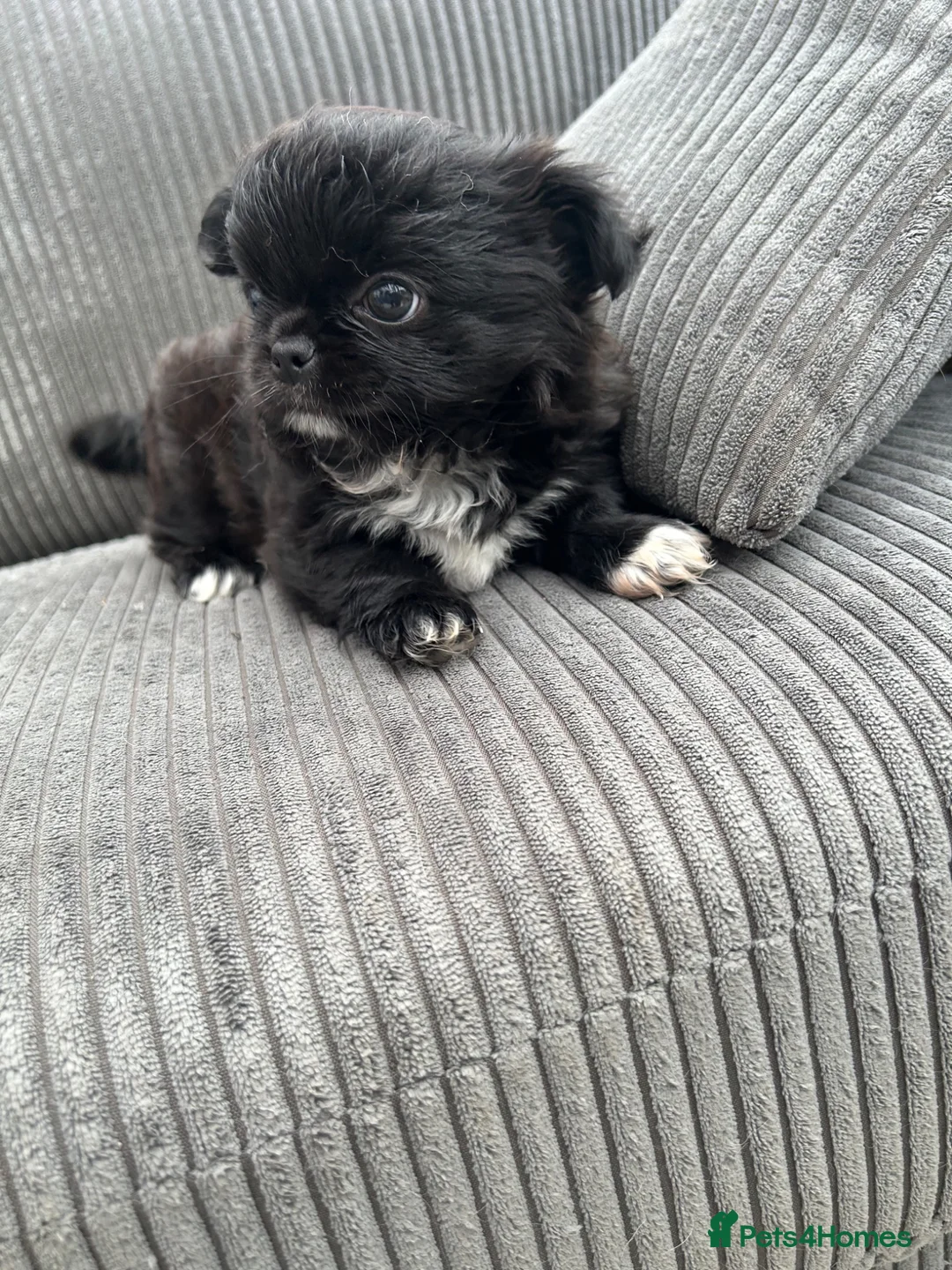 Chihuahua dogs for sale: KC LONG COAT CHIHUAHUAS - Advert 2