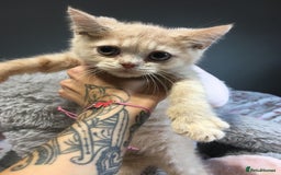 British Shorthair cats for sale: Stunning fluffy kittens  - Image 25