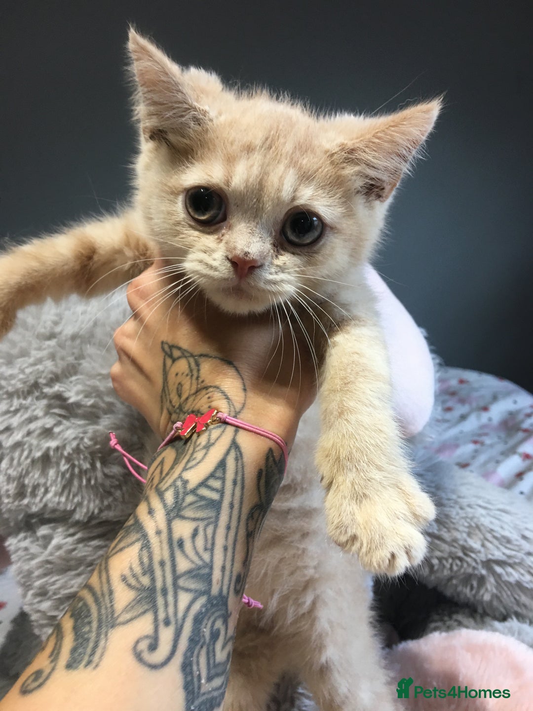 British Shorthair cats for sale: Stunning fluffy kittens  - Image 25