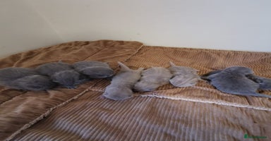 British Shorthair cats GCCF REGISTERED BRITISH SHORTHAIRED KITTENS - Advert 5