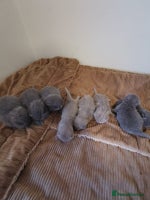 British Shorthair cats GCCF REGISTERED BRITISH SHORTHAIRED KITTENS - Advert 1
