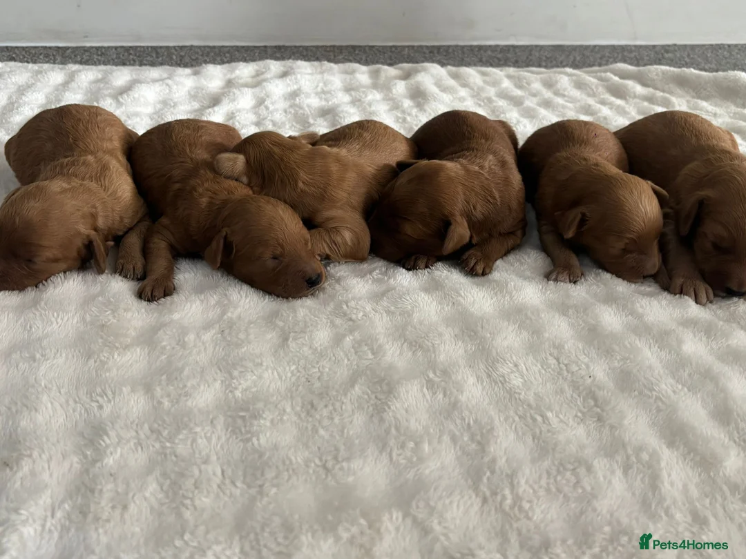 Mixed Breed dogs for sale: Outstanding litter of double doodles  - Advert 2