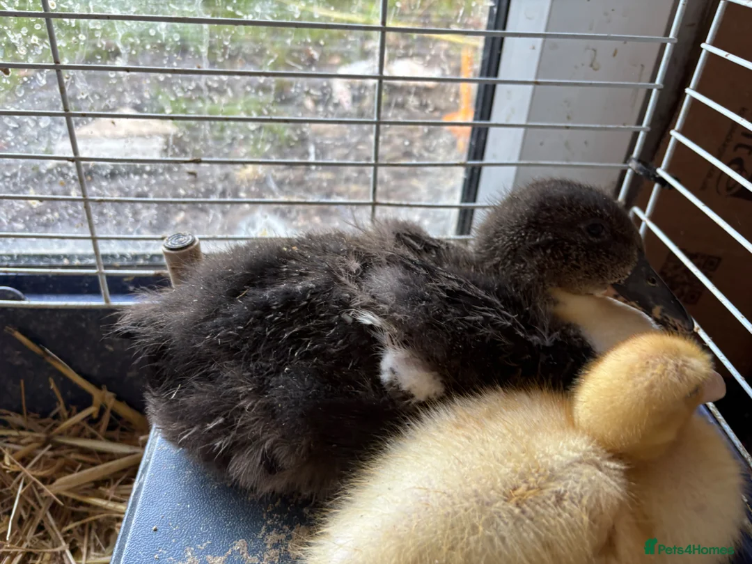 Ducks poultry for sale: Ducklings - Advert 3