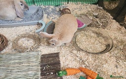Mixed Breed rabbits for sale: Two cute male bunny rabbits in Chesham - Image 4