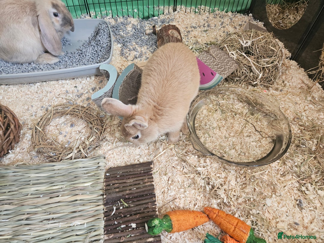 Mixed Breed rabbits for sale: Two cute male bunny rabbits in Chesham - Image 4
