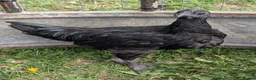 Chickens poultry for sale: Ayem Cemani Cockerels  in Matlock - Advert 2