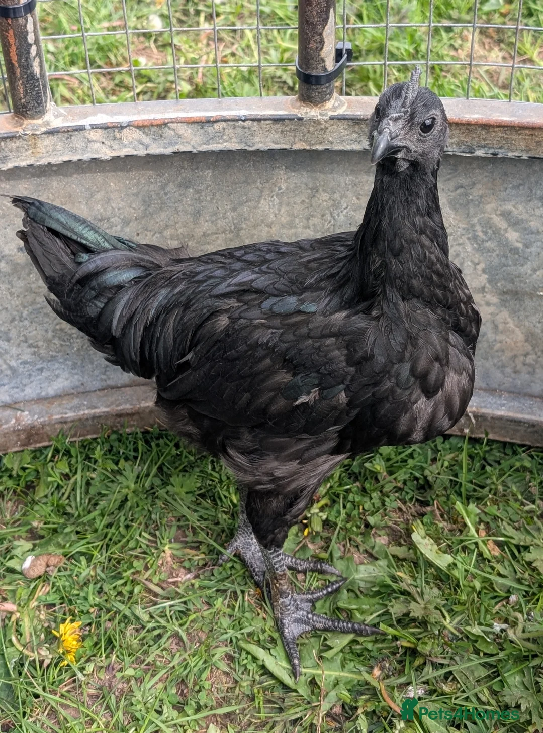 Chickens poultry for sale: Ayem Cemani Cockerels  in Matlock - Advert 2