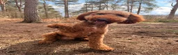 Goldendoodle dogs for stud: Available for stud  - Advert 2