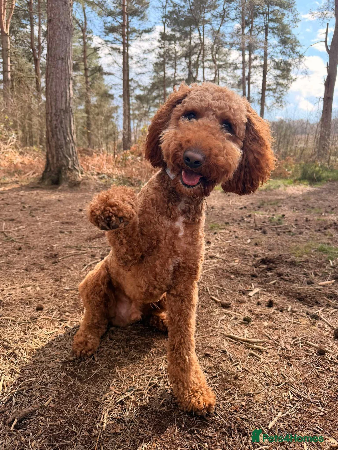 Goldendoodle dogs for stud: Available for stud  - Advert 2