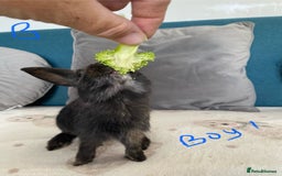Mixed Breed rabbits for sale: Beautiful baby bunnies - Image 3