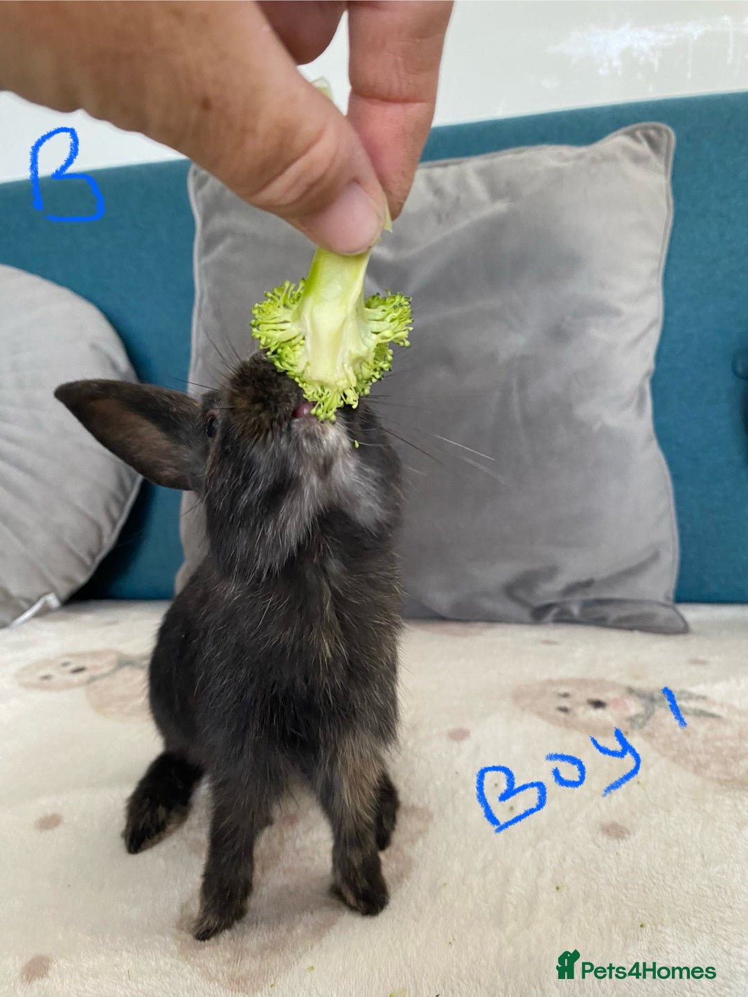 Mixed Breed rabbits for sale: Beautiful baby bunnies - Image 3